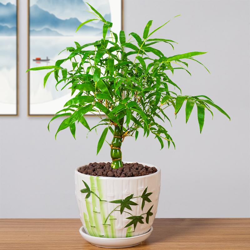 家里养凤尾竹好不好风水