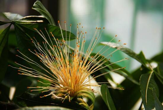 发财树开花是什么预兆风水