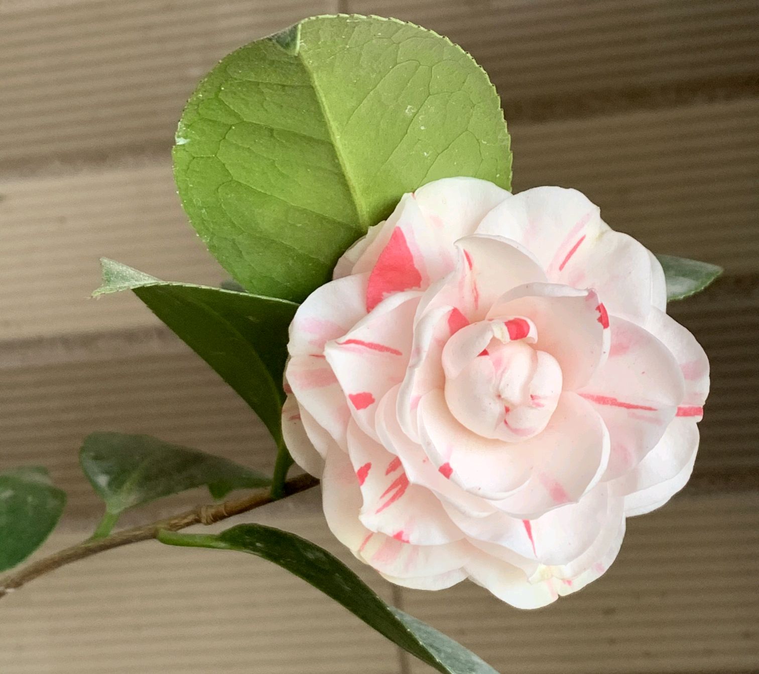 茶花叶子尖发黑枯萎像烧焦怎么办