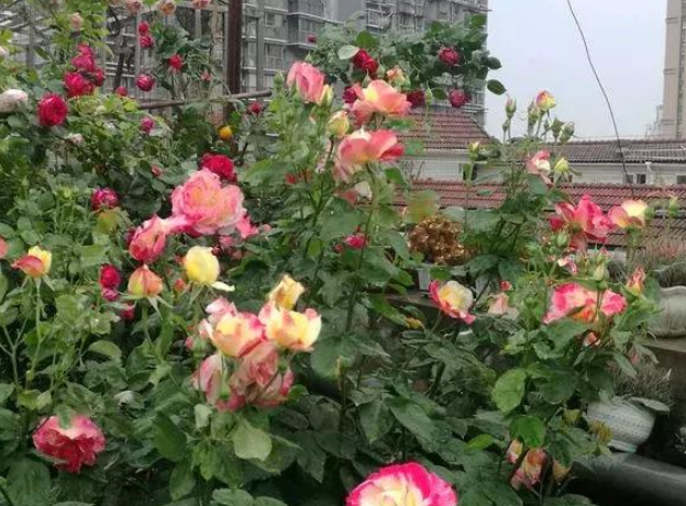 月季花能用水扦插繁殖吗