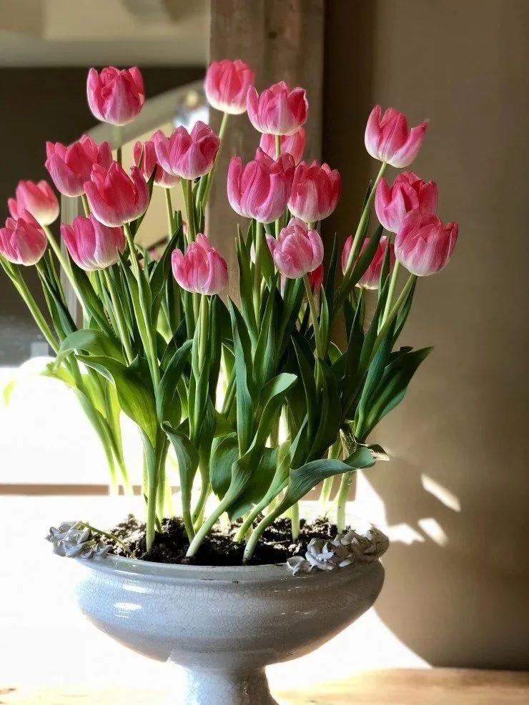 迎春花品种排名大全