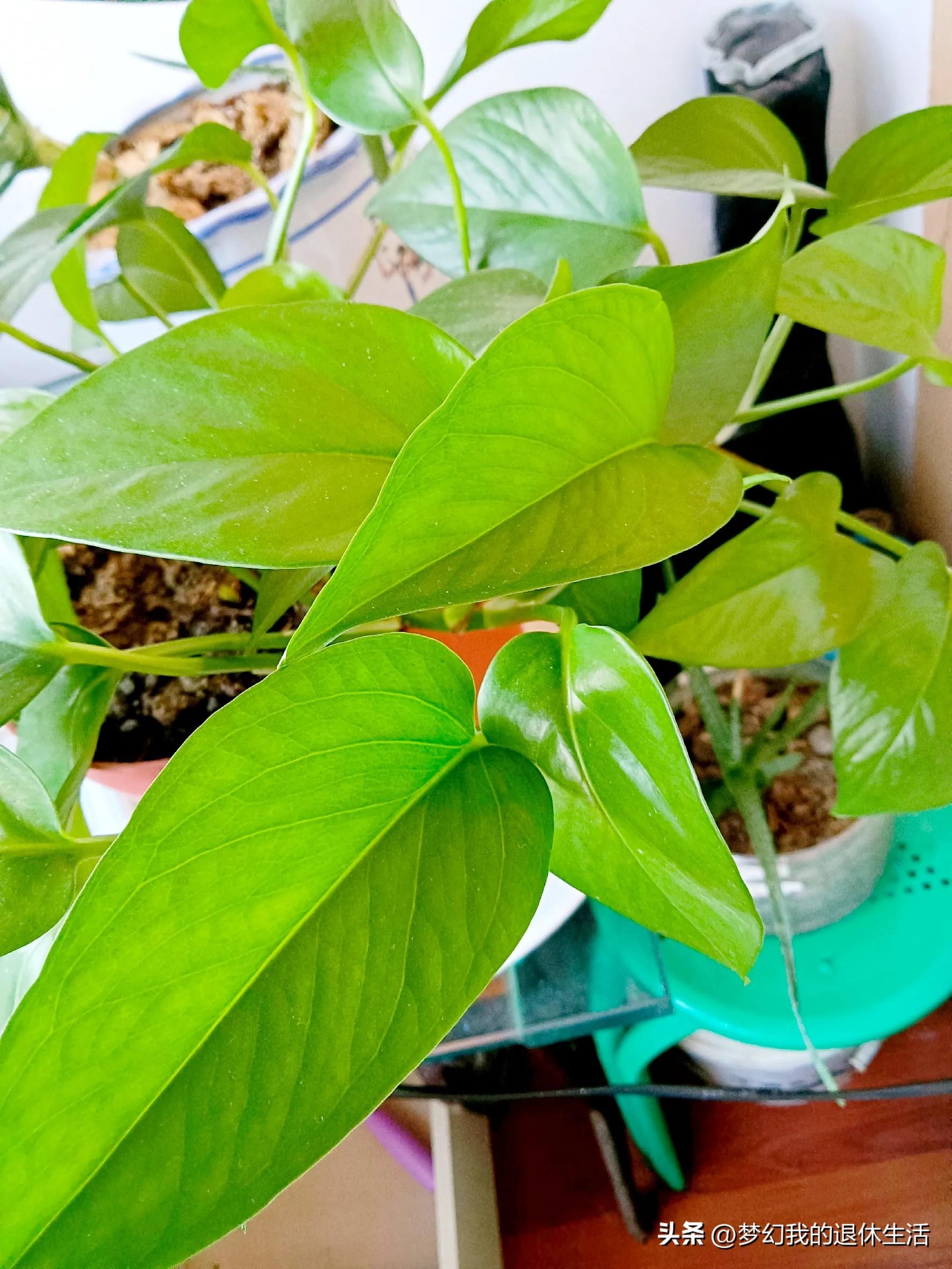 室内花有哪些好养