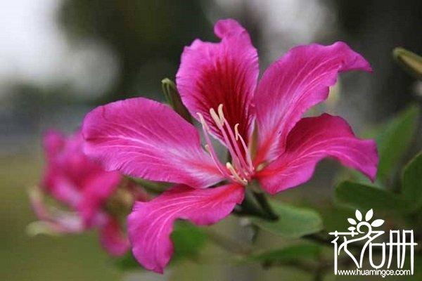 紫荆花的寓意是什么
