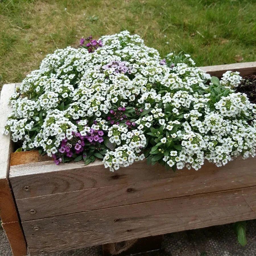 迎春花品种排名大全