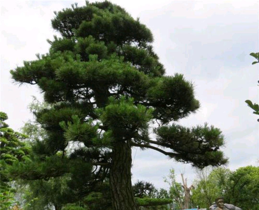 房后栽什么树风水最好