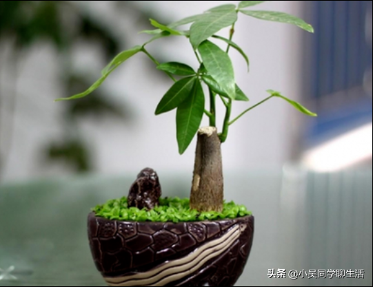 发财树什么样的好养