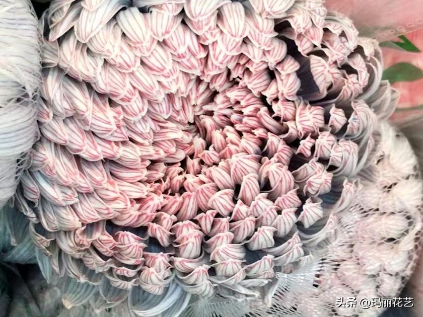 牡丹菊的花语和寓意