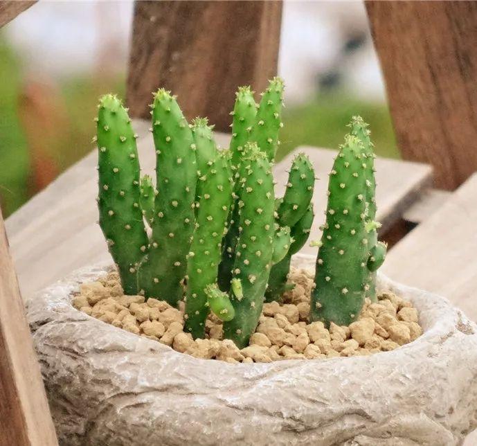 招财手仙人掌开花吗