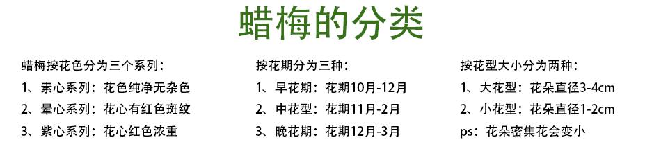 腊梅树什么时候开花结果