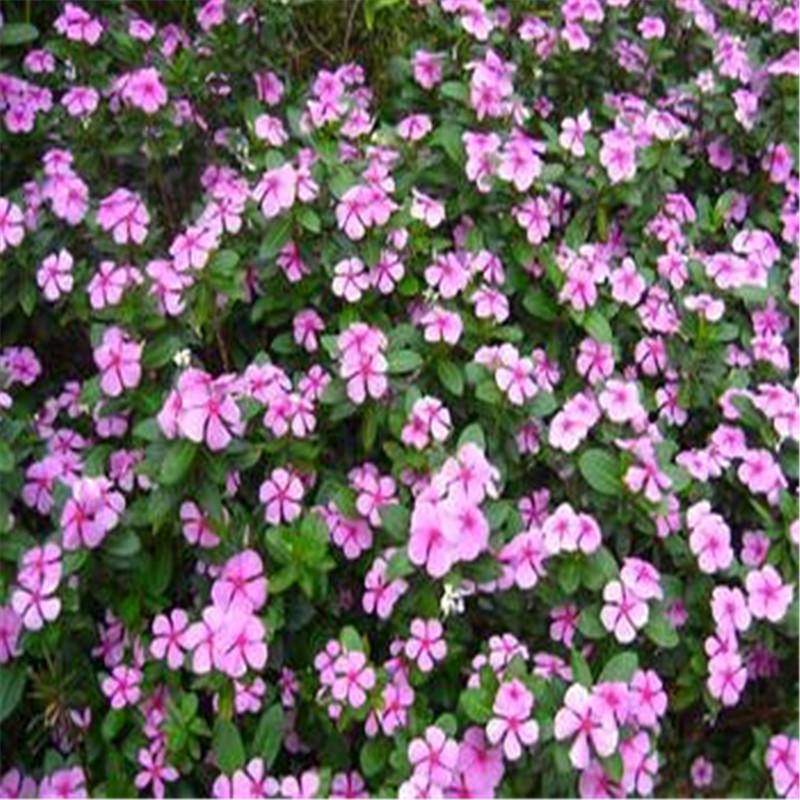 长春花什么时候开花
