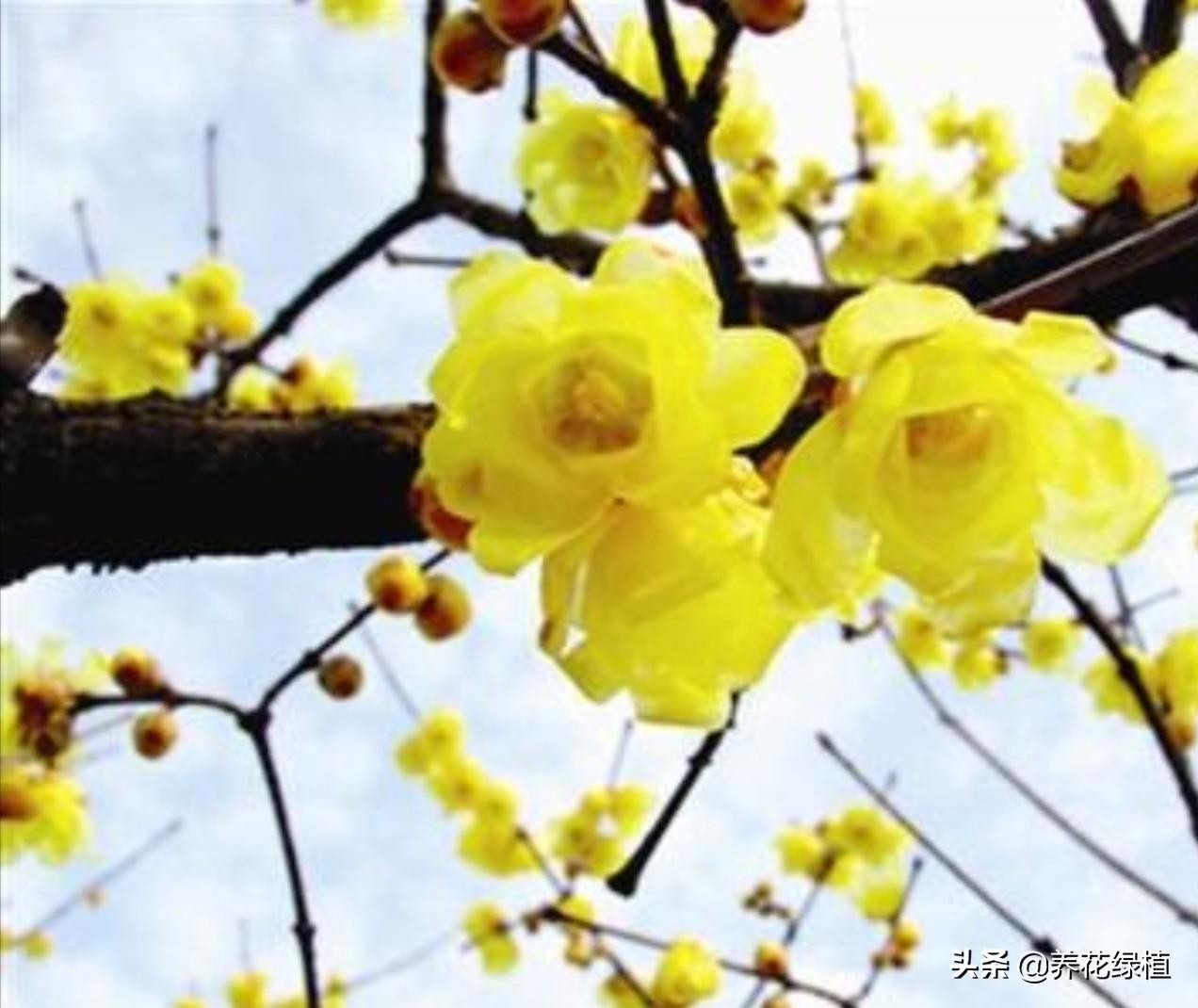 腊梅树什么时候开花结果