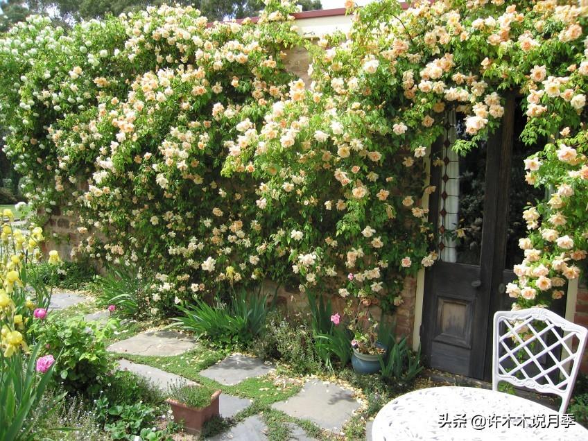 藤本月季冬季修剪时间和方法