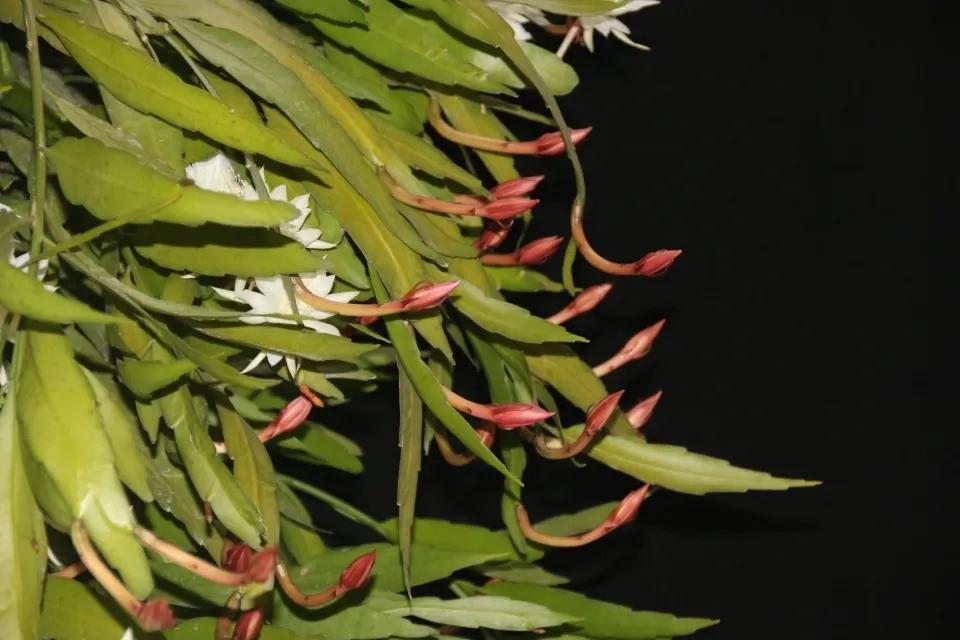 昙花多长时间开一次花期
