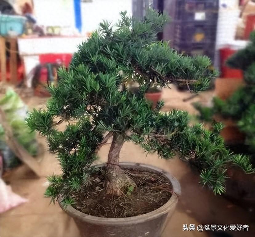 适合北方种的罗汉松品种有哪些