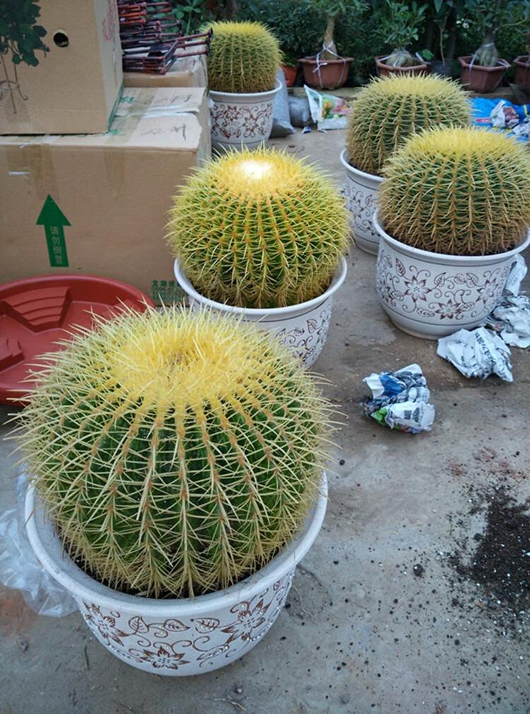金虎仙人球开花吗