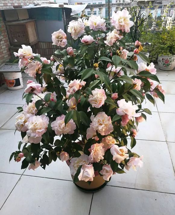 代表高冷孤傲的花有哪些