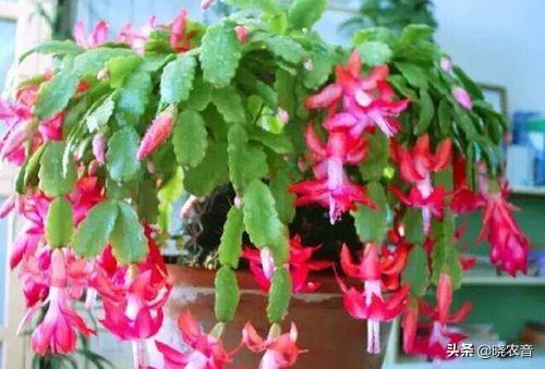 花期在冬天的花有哪些