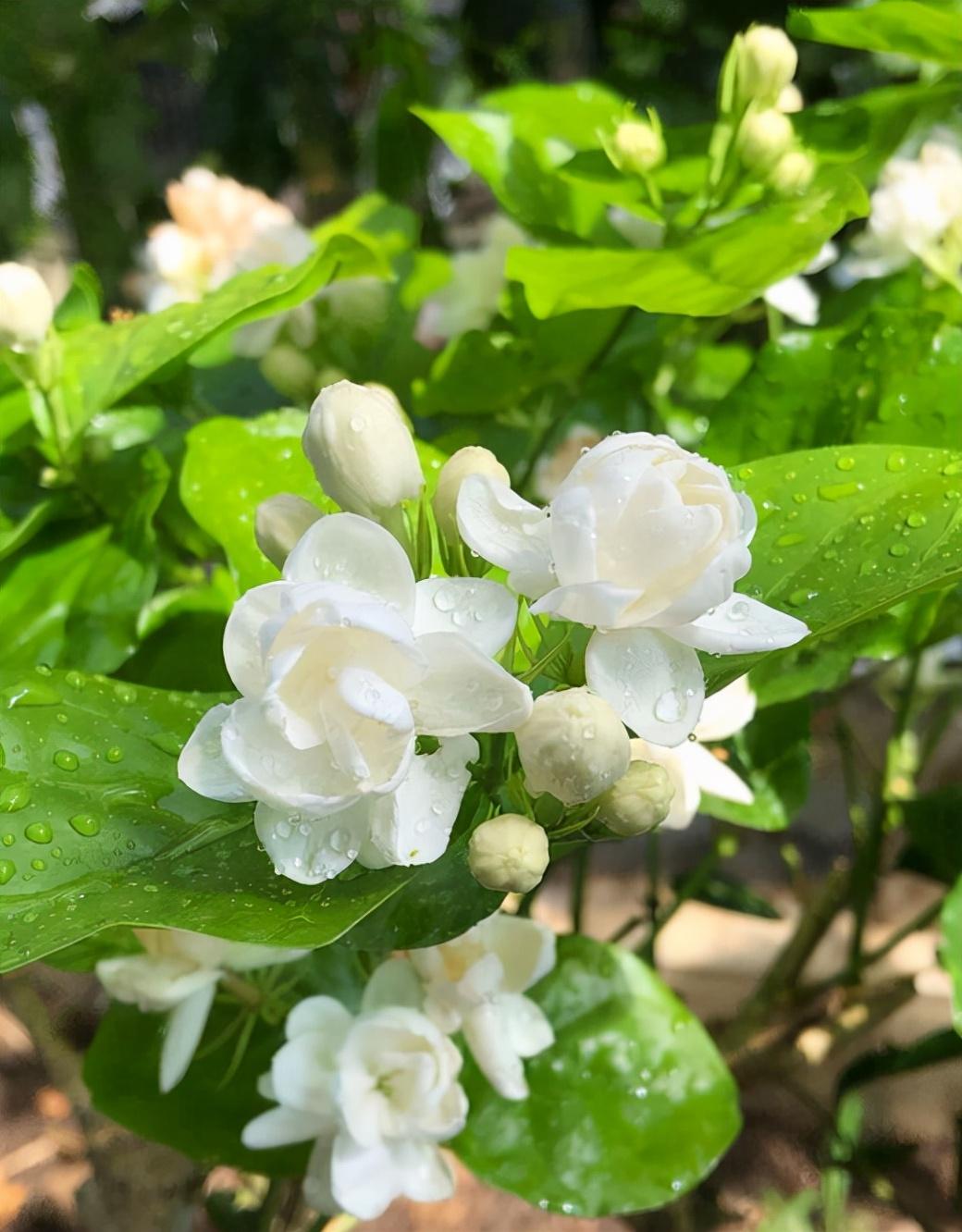 茉莉花种植条件和方法