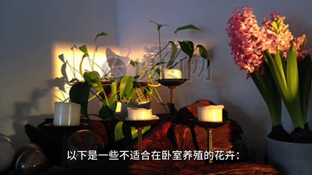吊兰和夜来香哪种不适合放在卧室