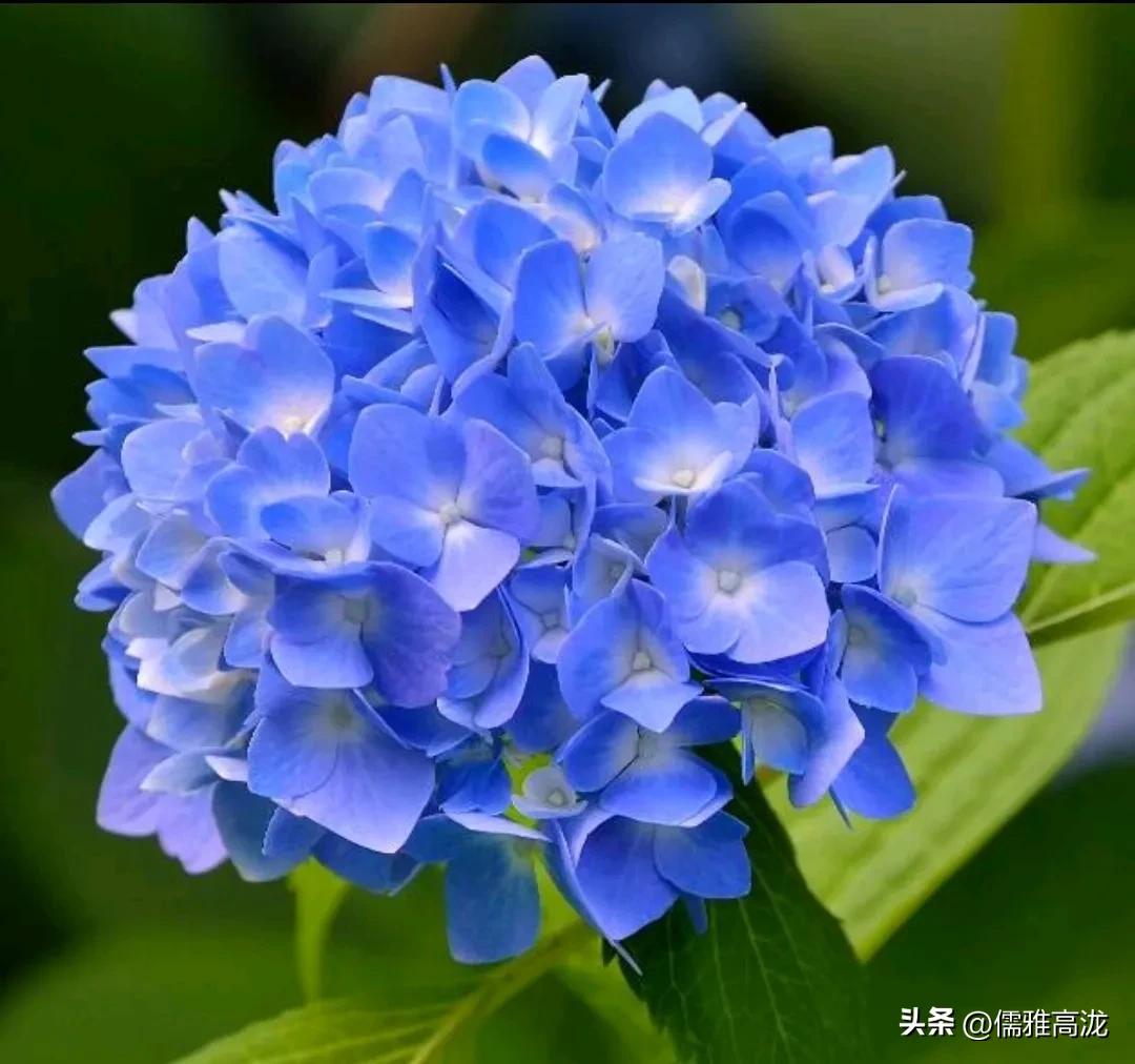 绣球花种子什么时候播种最好活