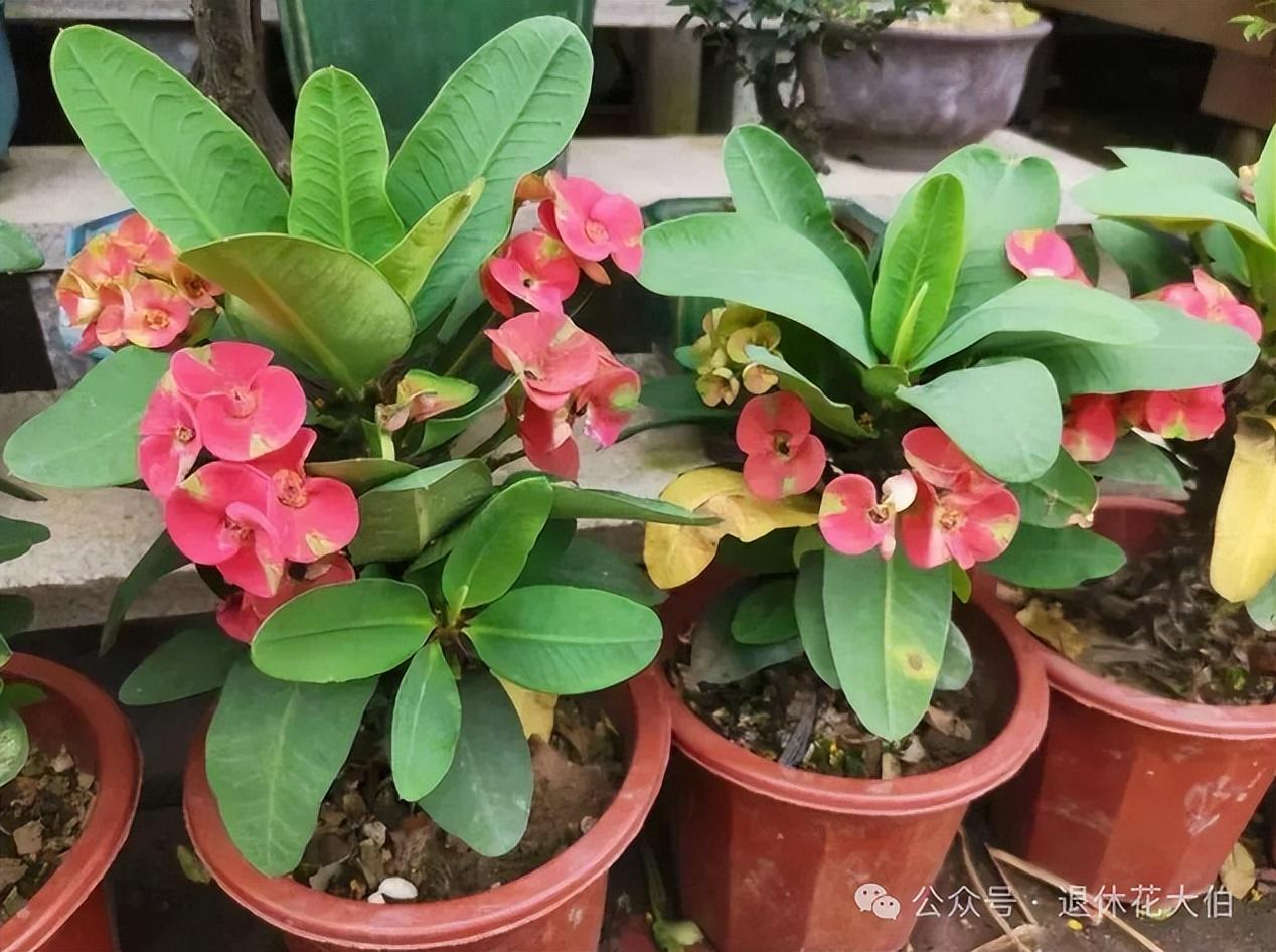 家里万万不能养的三种花有哪些