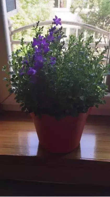 风铃草是一年生还是多年生植物
