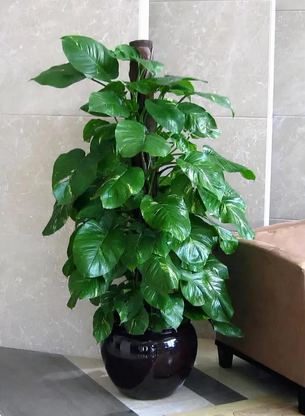冬天养绿萝的小诀窍有哪些