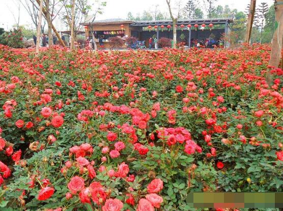 蔷薇花什么时候开花