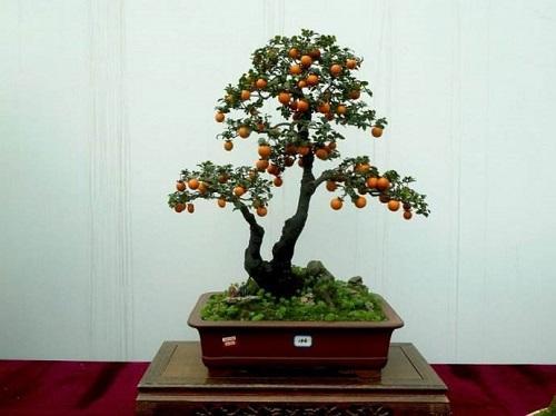 雀梅盆景风水寓意是什么