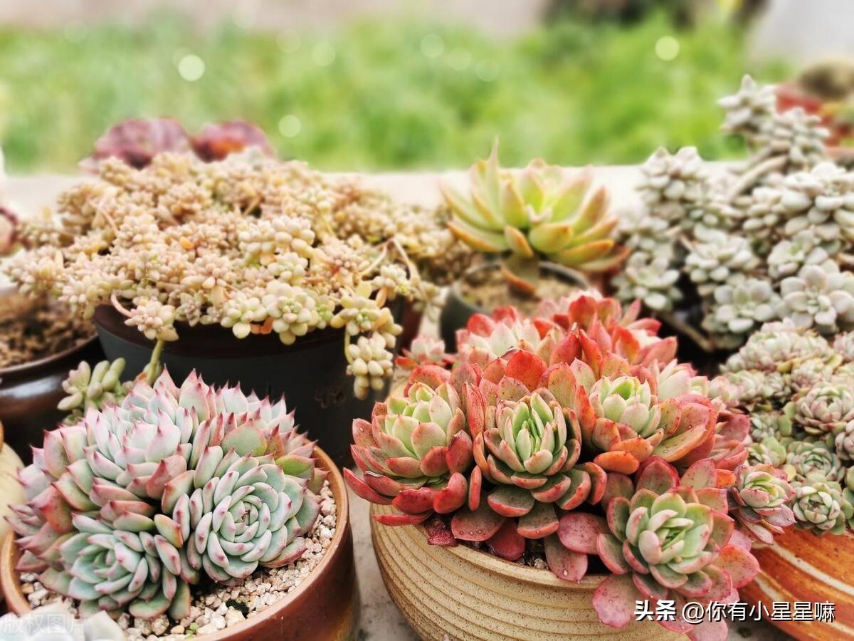 奔龙多肉植物怎么扦插好看