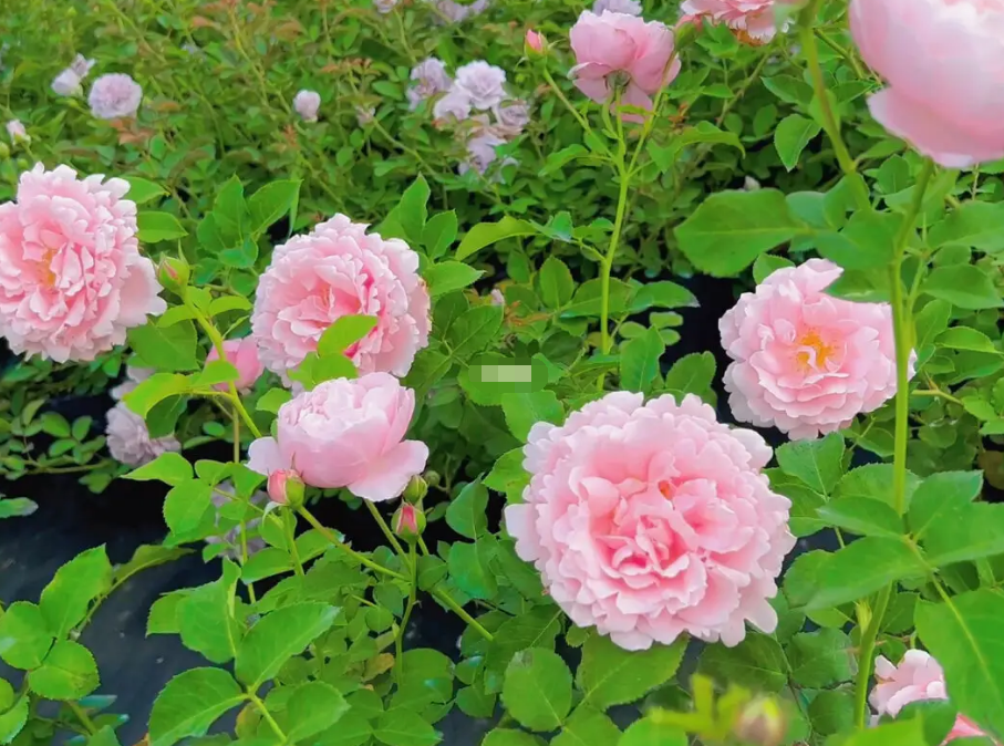 索菲罗莎月季的优缺点