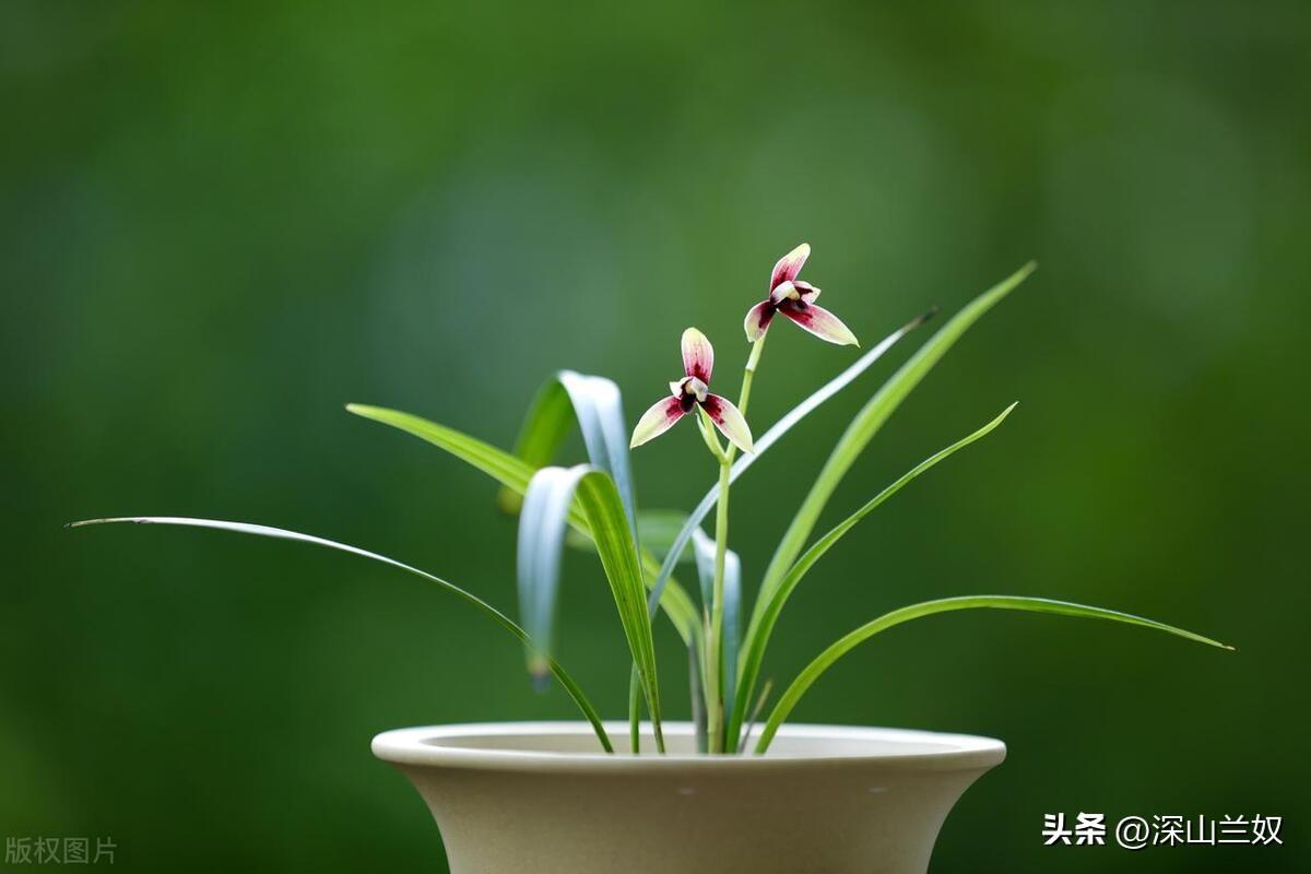 兰花可以淋雨吗怎么养