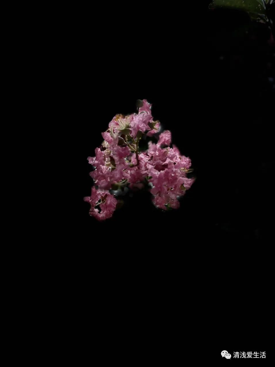 紫薇花期多长