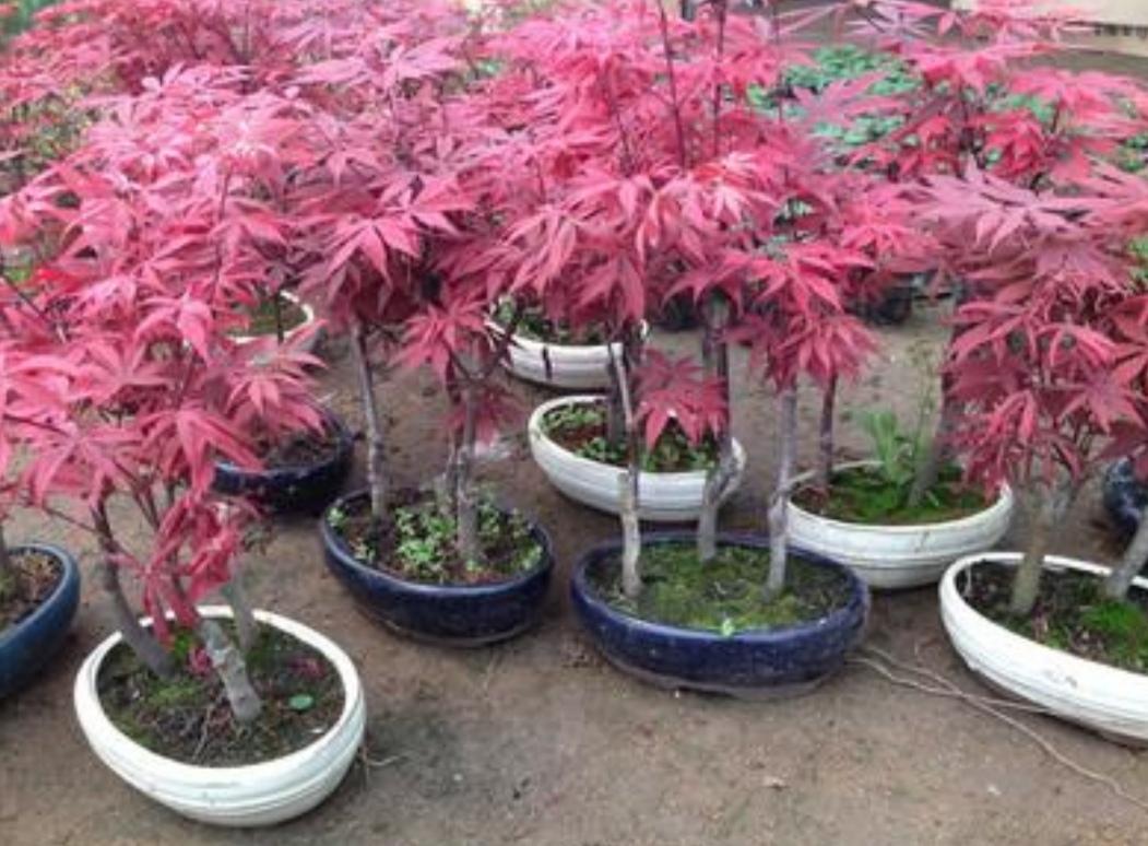 家庭怎样养好红枫盆景