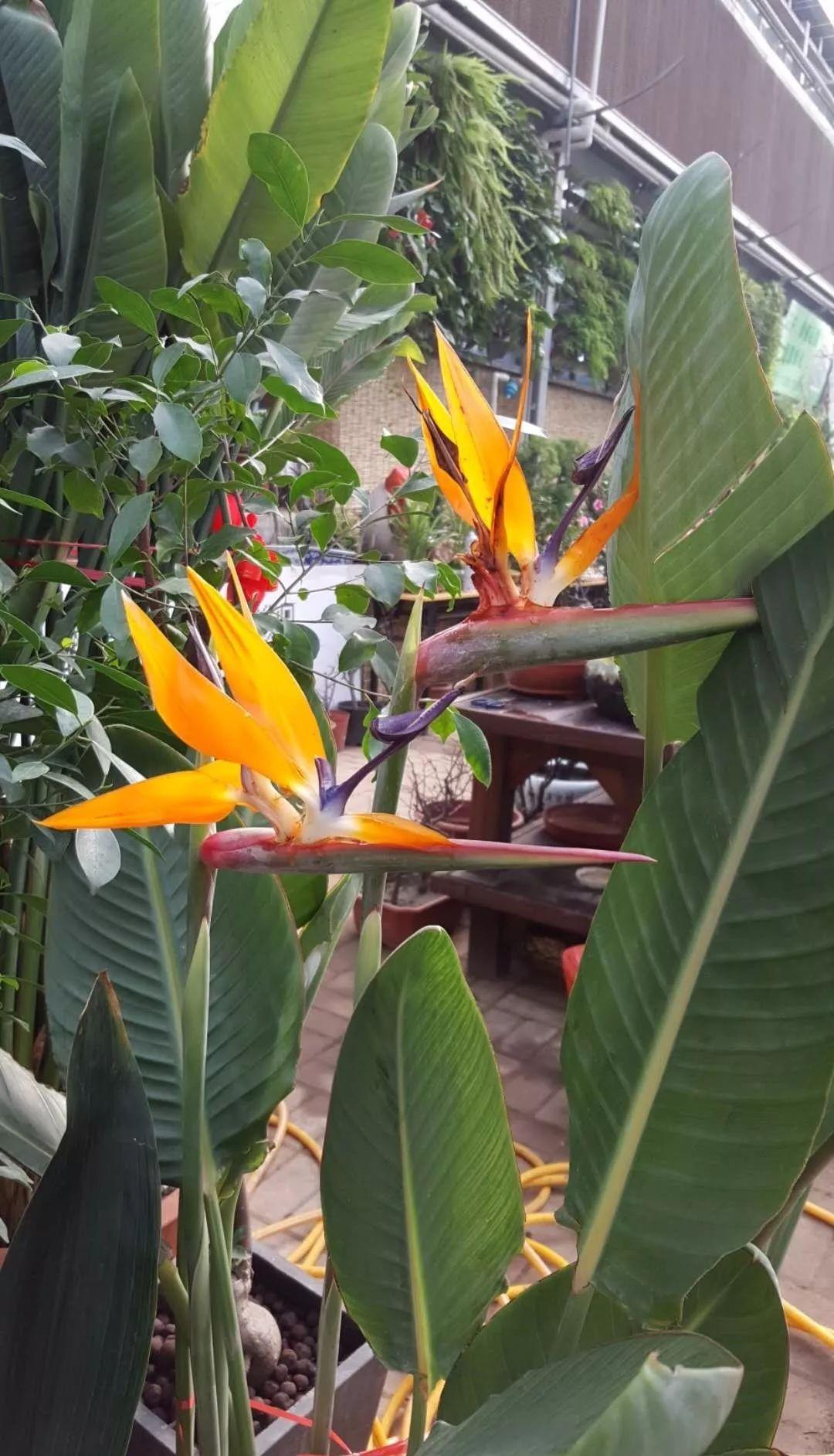 天堂鸟适合室内还是室外养殖