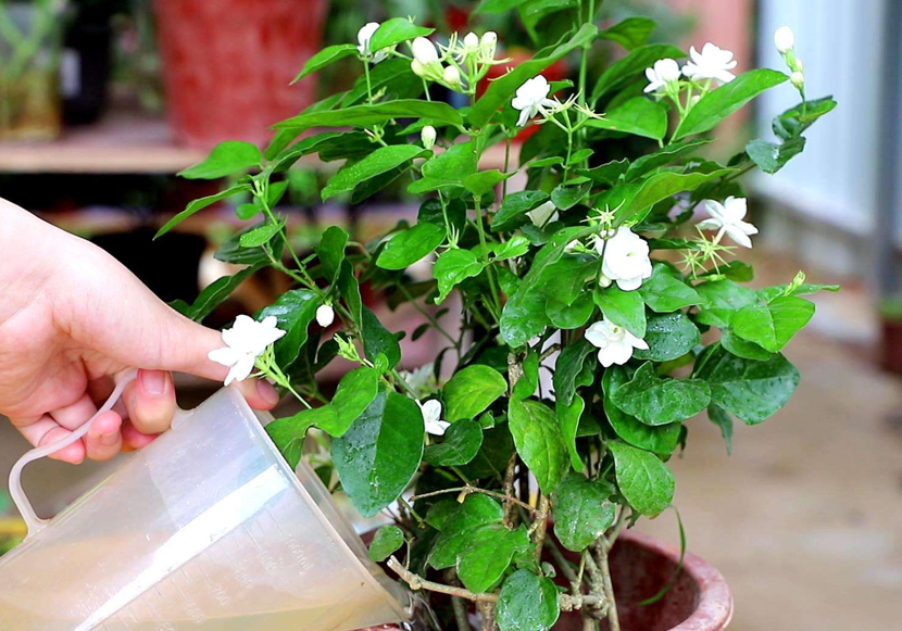 茉莉花种植条件和方法
