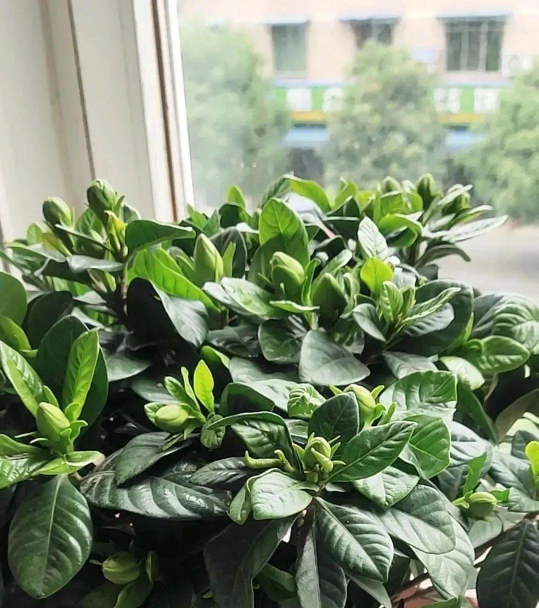 喜碱性植物花卉大全