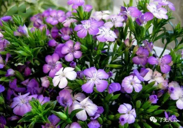 相思梅的花语寓意是什么