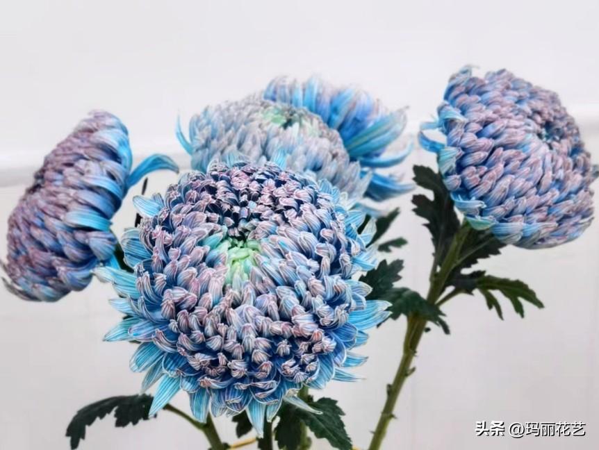 牡丹菊的花语和寓意