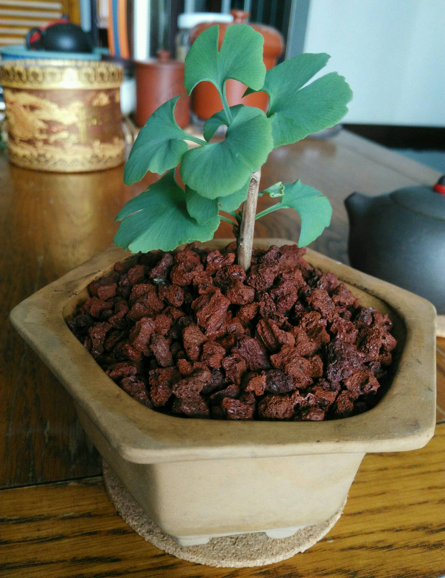 银杏树的种植方法和养护