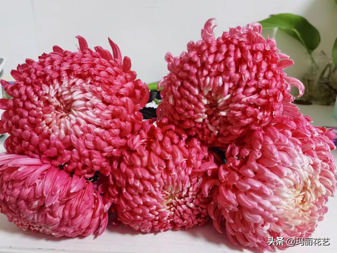 牡丹菊的花语和寓意