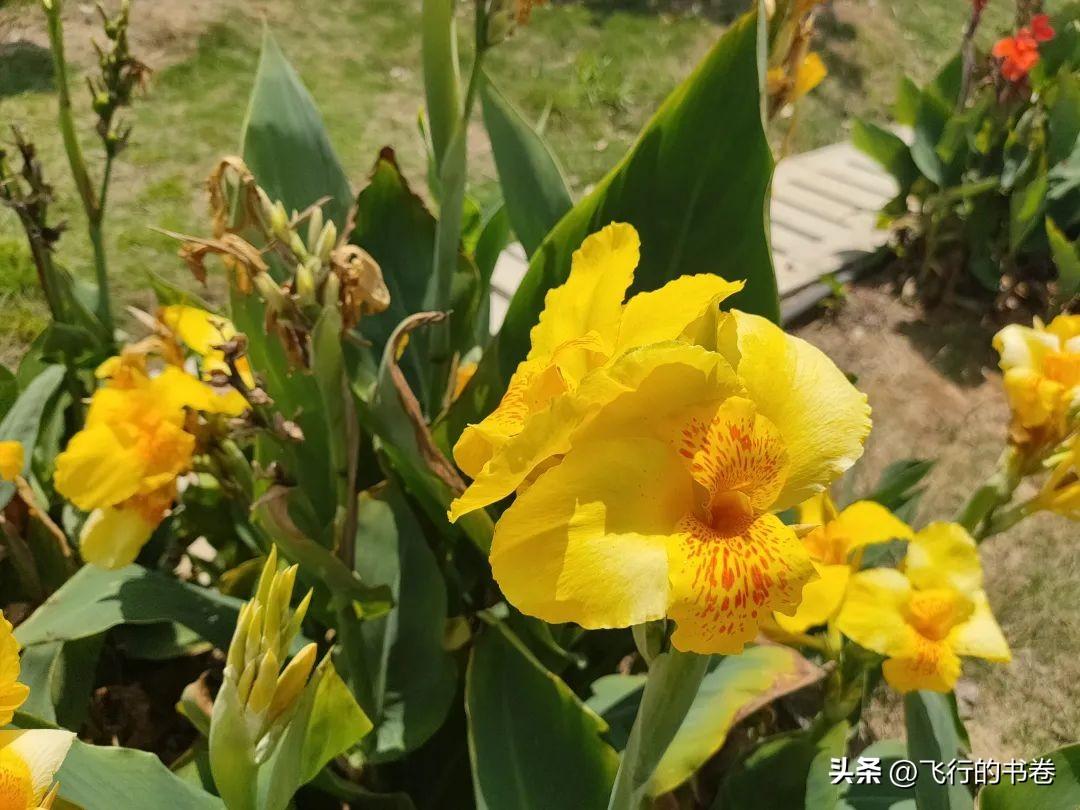 美人蕉的花语和象征意义是什么