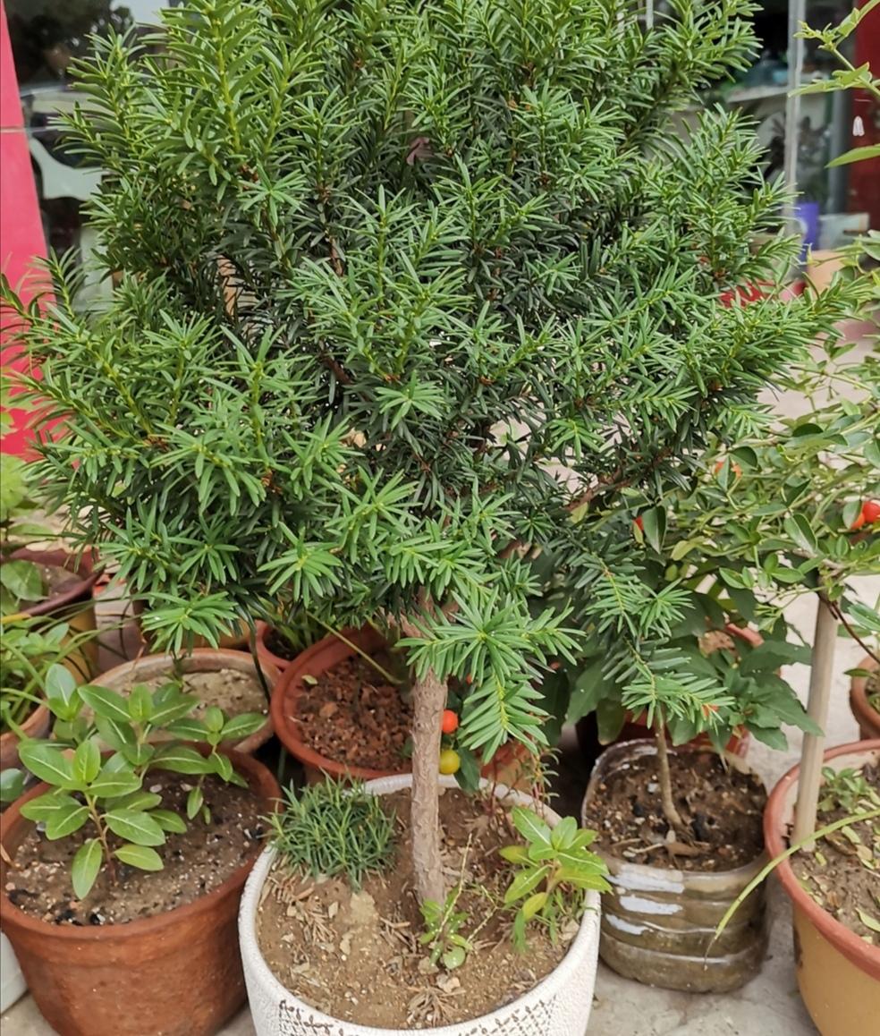 红豆杉在家怎么养护