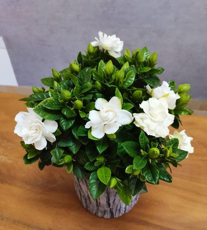 冬天栀子花要晒太阳吗