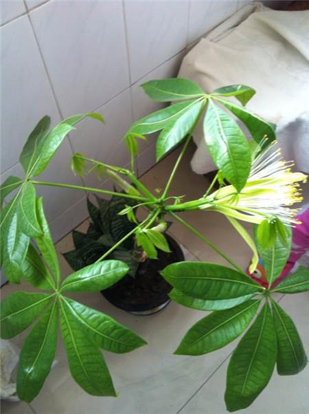 幸福树开花有什么预兆和寓意