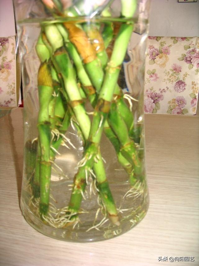 冬天水培富贵竹能晒太阳吗