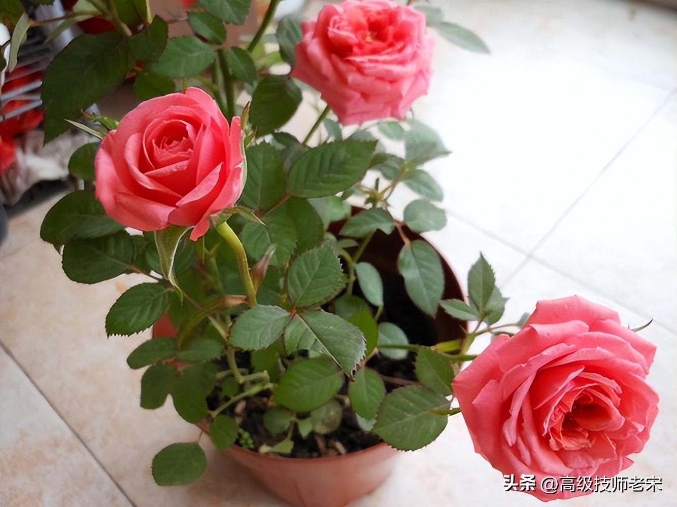 月季花一年开几次花