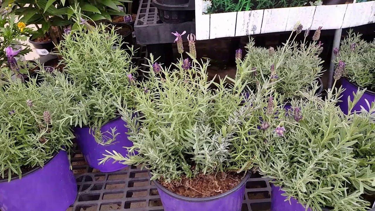 薰衣草的种植条件是什么