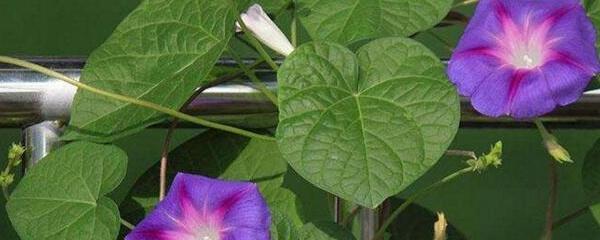 牵牛花开花时间变化