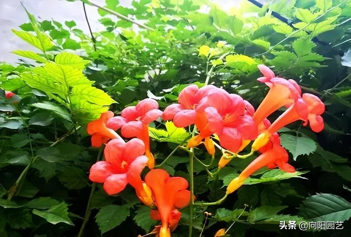 凌霄花几月份开花发芽